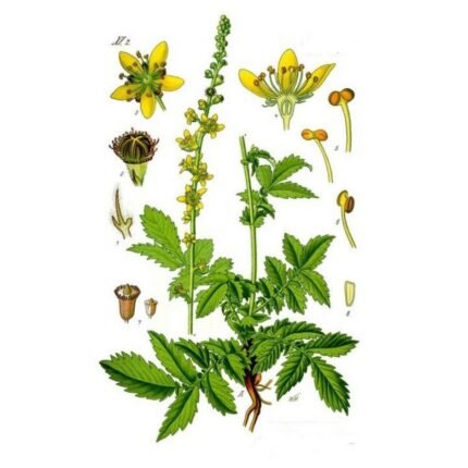 Agrimony Agrimonia eupatoire Plante cut HERBORISTERIE eupatoria