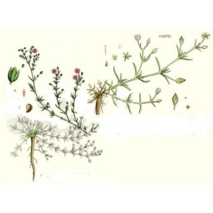 ARENARIA RUBRA (Sabline) PLANT CUT IPHYM Herbalism Arenaria rubra