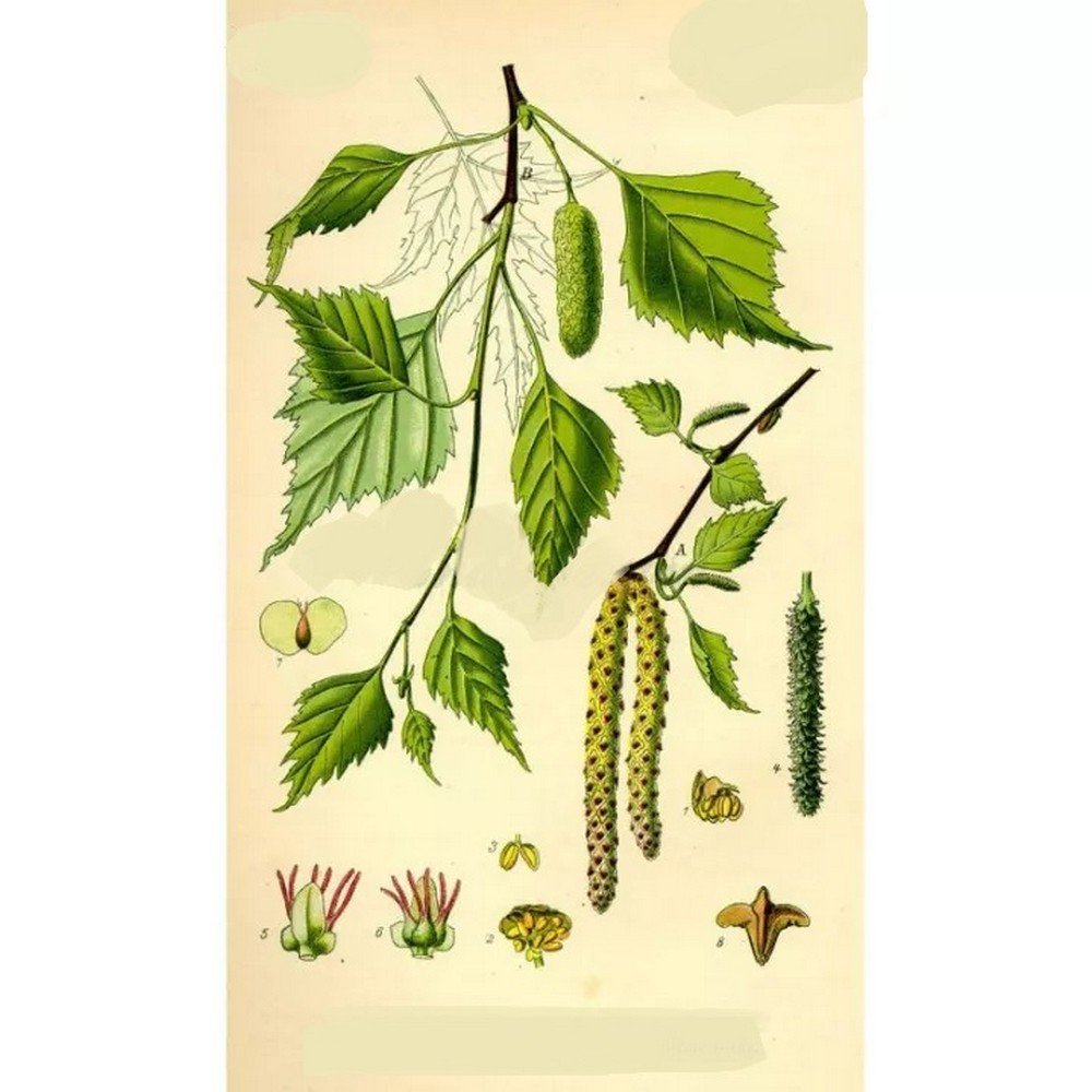 Birch – Cut Sheet Pack of 250 g Birch – Cut Sheet Pack of 250 g