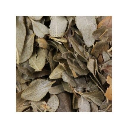 Buchu leaf entire IPHYM Herbalism Barosma betulina