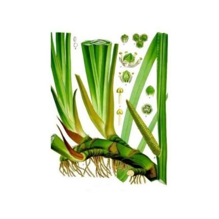 Calamus (Calamus) Rhizome cut HERBORISTERIE