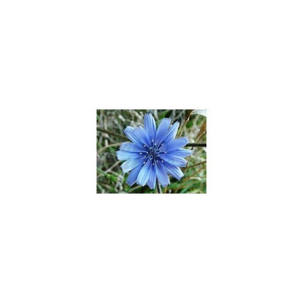 Chicory Root cut IPHYM Herbalism Cichorium intybus Chicory Root cut IPHYM Herbalism Cichorium intybus
