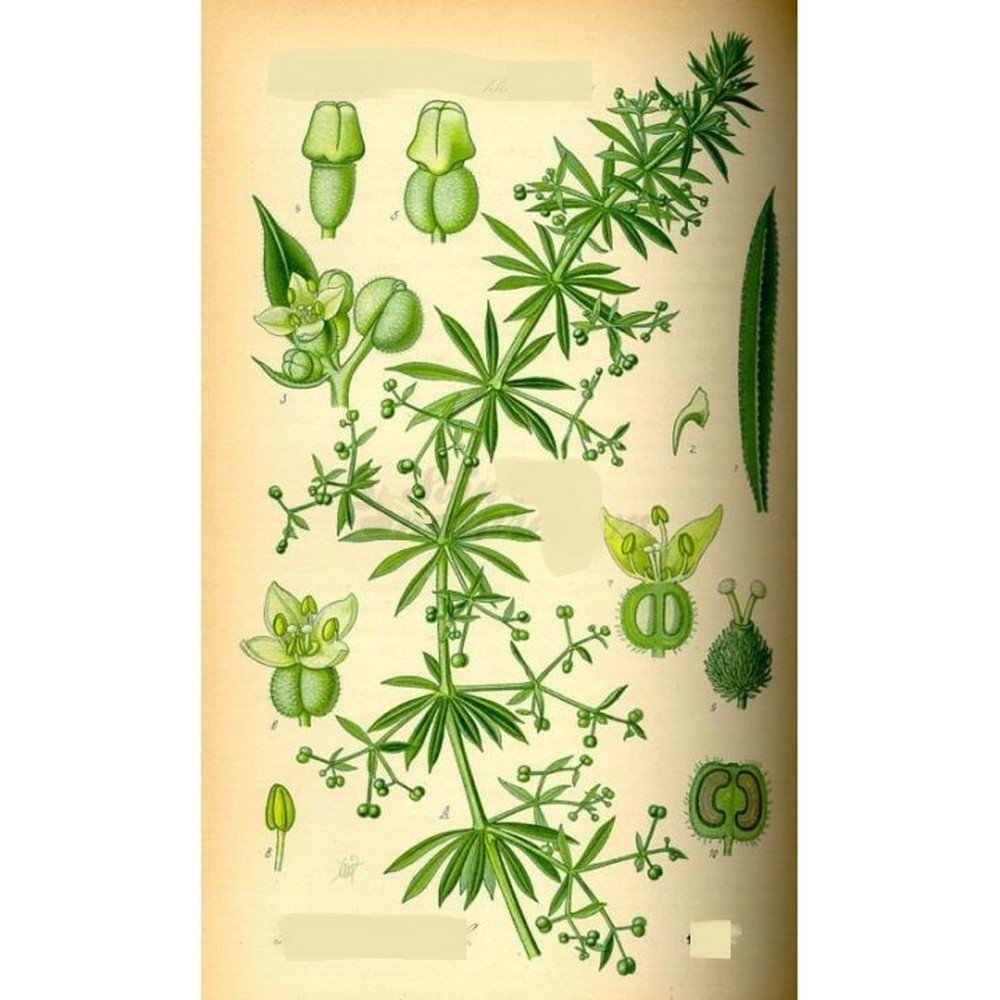 Cleavers Cleavers Galium aparine L. Herb IPHYM Cleavers Cleavers Galium aparine L. Herb IPHYM