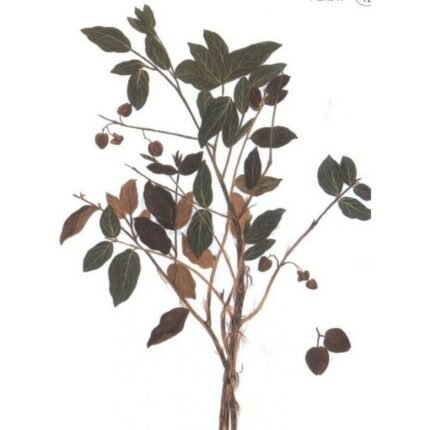 Combretum kinkeliba Cut Sheet IPHYM Herbalism Combretum micranthum