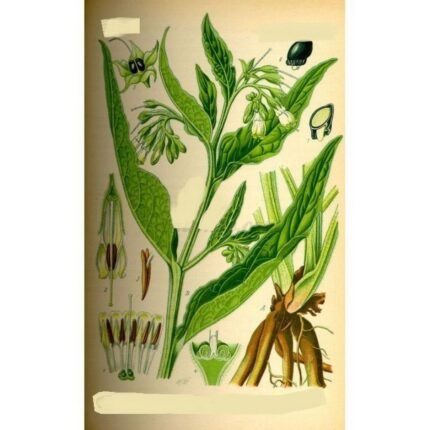COMFREY GREAT Racinde cut IPHYM Herbalism Symphytum officinale