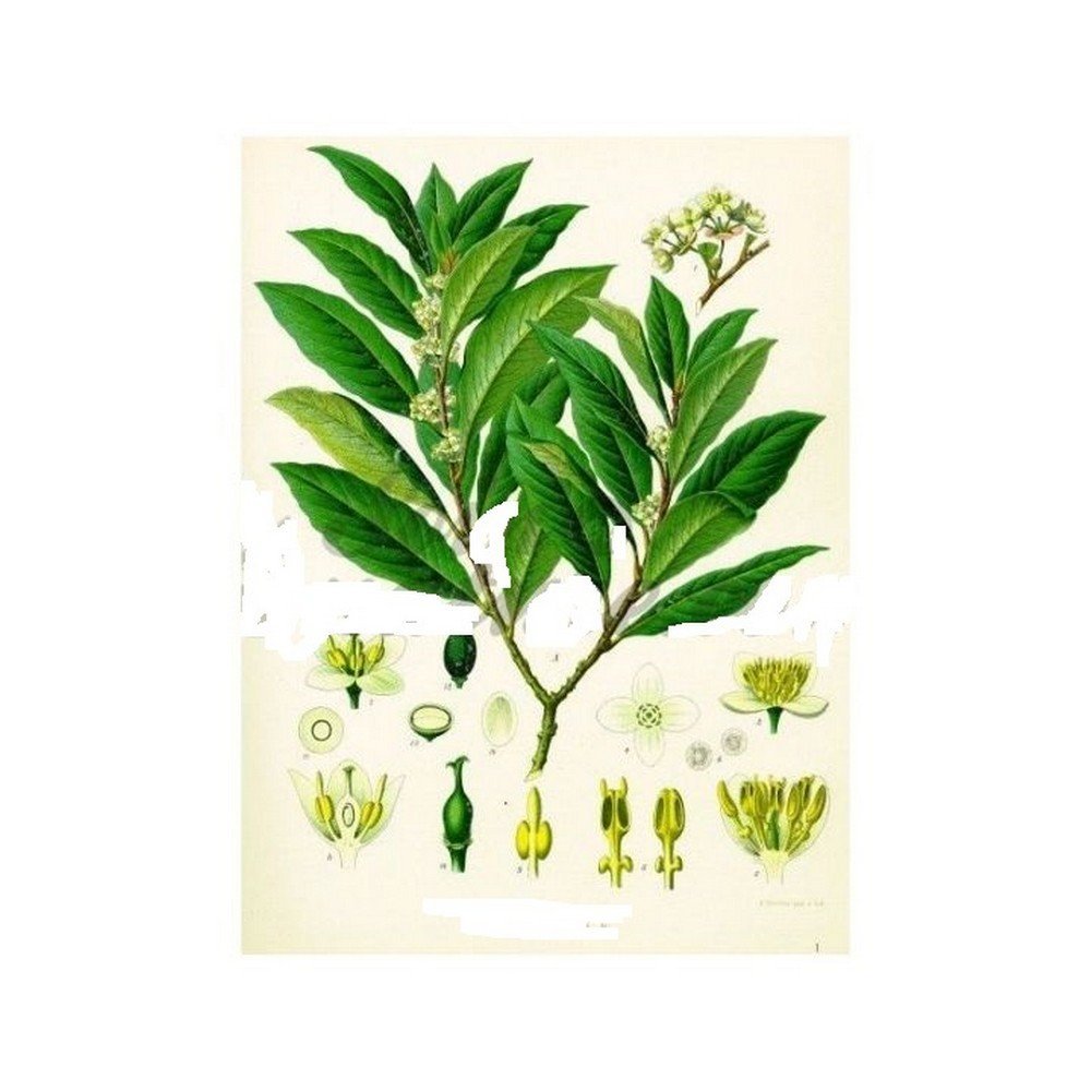Cut Sheet IPHYM Herbalism LAUREL Laurus nobilis;Feuille coupée IPHYM Herboristerie LAURIER Laurus nobilis Cut Sheet IPHYM Herbalism LAUREL Laurus nobilis;Feuille coupée IPHYM Herboristerie LAURIER Laurus nobilis