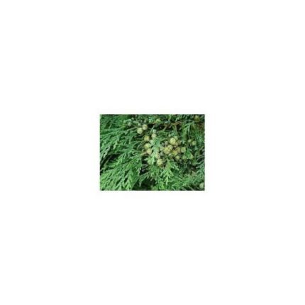 CYPRESS CRUSHED NUTS IPHYM Herbalism Cupressus sempervirens