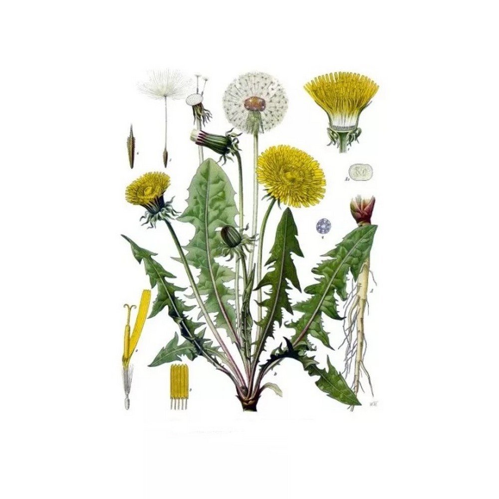 DANDELION ROOT CUT IPHYM Herbalism Taraxacum officinale DANDELION ROOT CUT IPHYM Herbalism Taraxacum officinale