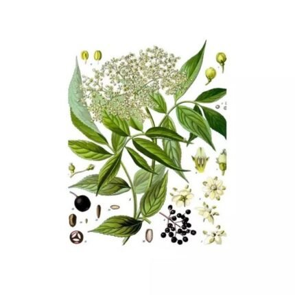 ELDER FLOWER hulled IPHYM Herbalism Sambucus nigra L.