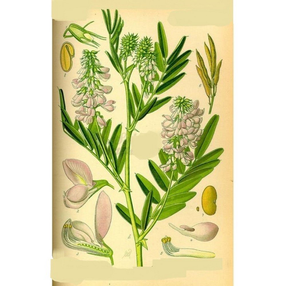 GALEGA IPHYM Herbalism Galega officinalis GALEGA IPHYM Herbalism Galega officinalis