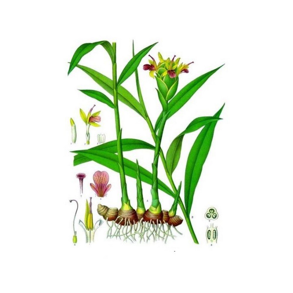 GINGER RHIZOME (Root) Zingiber officinale Roscoe IPHYM Herbalism GINGER RHIZOME (Root) Zingiber officinale Roscoe IPHYM Herbalism