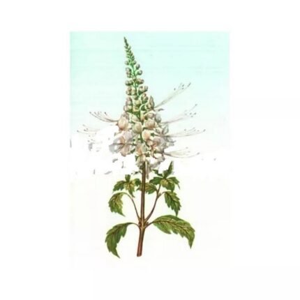ORTHOSIPHON SHEET CUT IPHYM Herbalism Orthosiphon stamineus B.