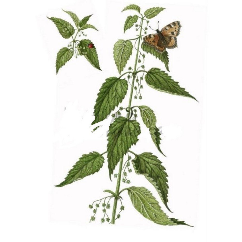 ORTIE PIQUANTE ROOT CUT Urtica dioica L. Herb IPHYM ORTIE PIQUANTE ROOT CUT Urtica dioica L. Herb IPHYM