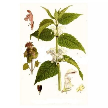 ORTIE White luminary (LAMIER) IPHYM Herbalism Lamium album L.
