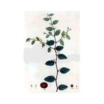 Paliure FRUIT IPHYM Herbalism Paliurus aculeatus