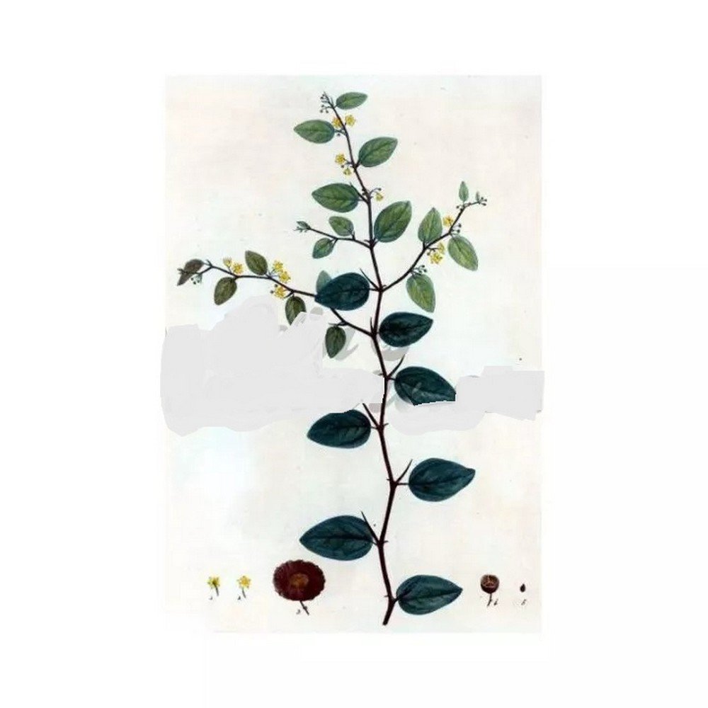 Paliure FRUIT IPHYM Herbalism Paliurus aculeatus Paliure FRUIT IPHYM Herbalism Paliurus aculeatus