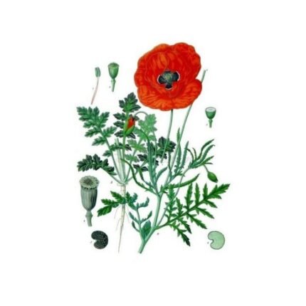POPPY Petal IPHYM Herbalism Papaver rhoeas