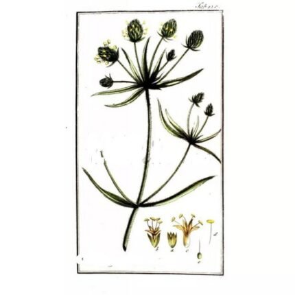 PSYLLIUM BLACK SEEDS IPHYM Herbs Plantago psyllium L. / P. indica L.