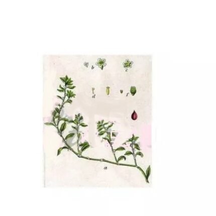 RENOUEE BIRD CUT PLANT IPHYM Herb Polygonum aviculare L.