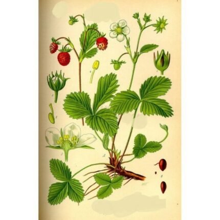 STRAWBERRY cut sheet IPHYM Herbalism Fragaria vesca