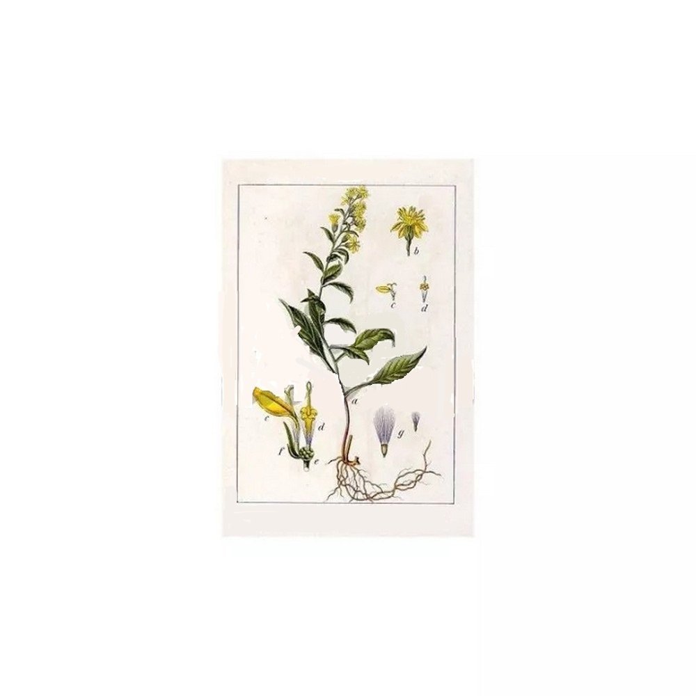 VERGE OF PLANT OR CUT IPHYM Herbalism Solidago virga aurea VERGE OF PLANT OR CUT IPHYM Herbalism Solidago virga aurea