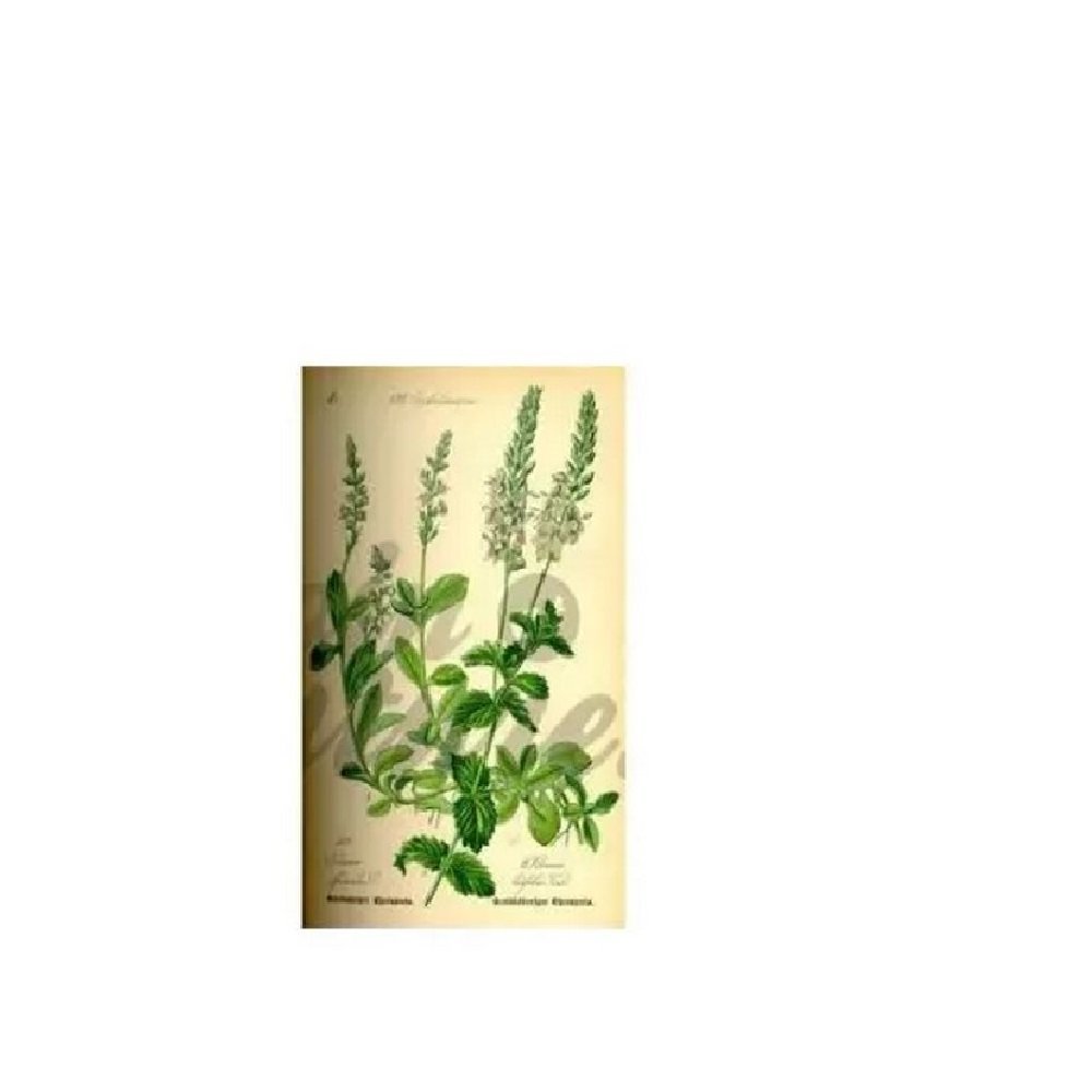 Véronique – cut 250 g Package Plant Véronique – cut 250 g Package Plant