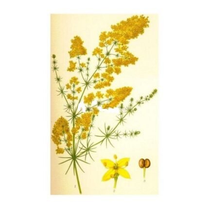 Yellow bedstraw CAILLE MILK IPHYM Galium verum Herbalism